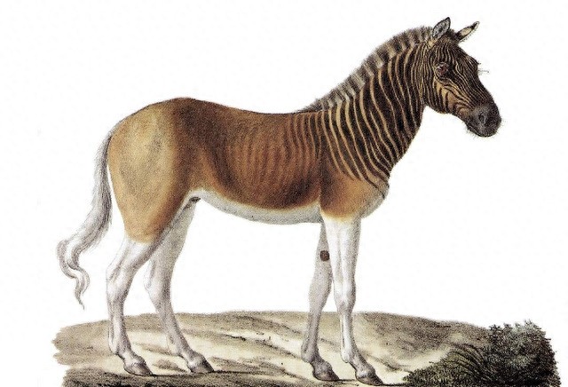 地球上这10个可爱的动物,如今已经全部灭绝,你知道几个?