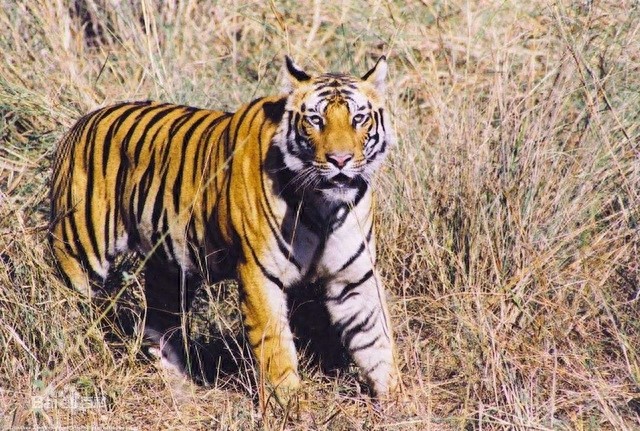 地球上这10个可爱的动物,如今已经全部灭绝,你知道几个?