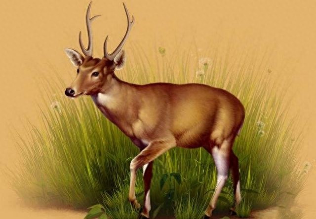 地球上这10个可爱的动物,如今已经全部灭绝,你知道几个?