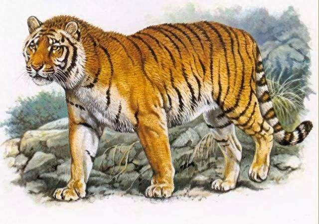 地球上这10个可爱的动物,如今已经全部灭绝,你知道几个?