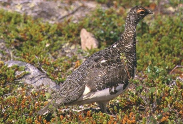 地球上这10个可爱的动物,如今已经全部灭绝,你知道几个?