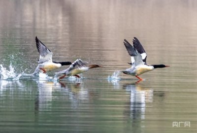 ​国家一级保护濒危物种中华秋沙鸭现身贵州施秉