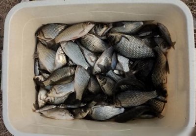 ​钓鲫鱼用哪种鱼钩好？从这三种鱼钩里面选，错不了！