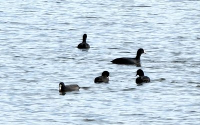​成群结队出现！“三有”保护动物现身成都