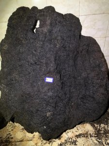 ​一个价值百万的树瘤