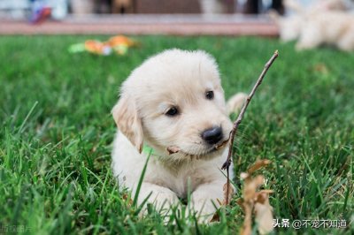 ​犬细小的感染原因及判断、预防办法