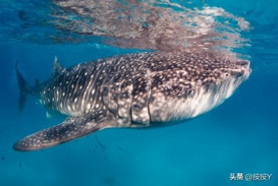 ​猞猁：一种极具神秘色彩的野生动物