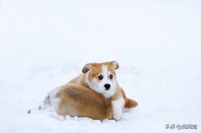 ​柯基多少钱一只，带你了解柯基价格