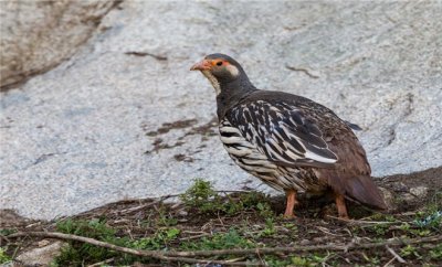 ​来自天山之巅的鸡品种--天山雪鸡