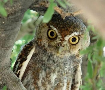 ​姬鸮：世界上最小的猫头鹰，居住在啄木鸟家中，成为毒蝎“克星”