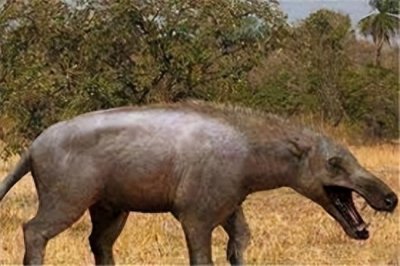 ​说说神农架的混合猛兽驴头狼