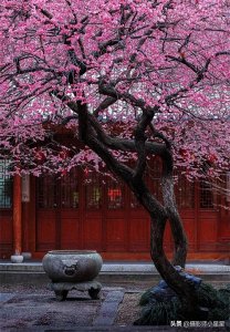 ​中国10大赏梅好地方，这个春天不要错过！