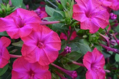 ​每天认识一种植物（64）：紫茉莉——你们口中的地雷花