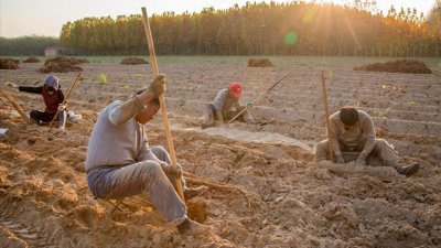 ​农民如何种地，种什么作物能赚钱？