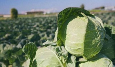 ​甘肃的高原夏菜