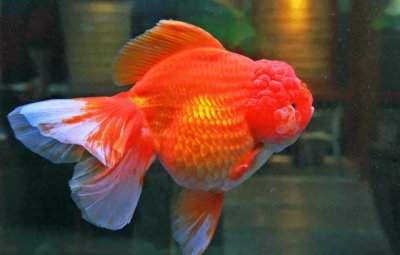 ​金鱼志 | 红狮头金鱼 11