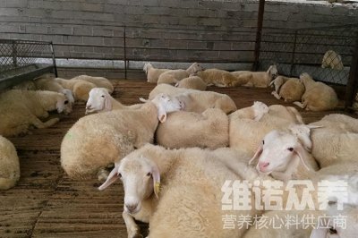 ​科学养羊应该投喂啥饲料，自制羊饲料配方