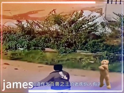 ​这是老虎袭击人类的惊险场面作为百兽之王的老虎伤人有多恐怖