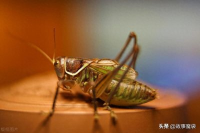 ​蝈蝈新手，不知道该给蝈蝈吃什么？