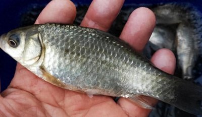 ​市场上有两种主要类型的鲫鱼，分别是“土鲫”和“鱼塘鲫”