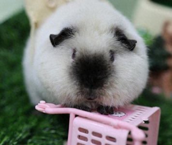 ​荷兰猪的饲养方式