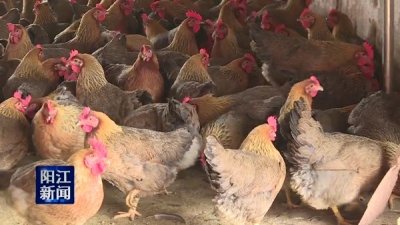 ​阳江活禽交易市场回暖