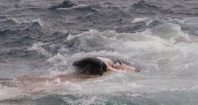 ​惨烈！澳洲蓝鲸遭50头蓝鲸群伏击杀死，过程全被拍下！