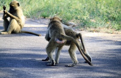 ​南非调皮狒狒大方秀臀 滑稽十足令人捧腹
