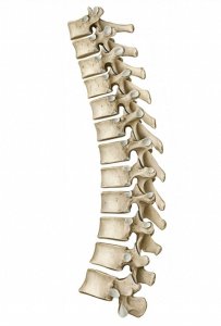 ​【看图识骨】胸椎结构不了解，高清美图来揭秘！