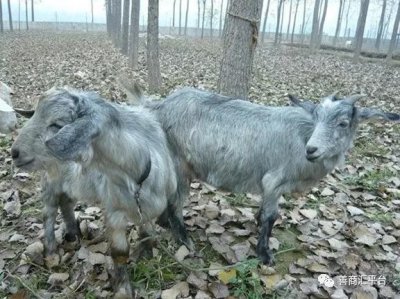 ​揭秘单县羊肉汤—红汤家庭传统熬制法 （原创）