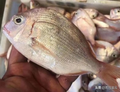 ​沿海地区海产品图鉴（二）