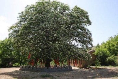 ​每天认识一种植物——娑罗树