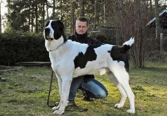 这狗比美国比特还厉害：中亚牧羊犬，堪称狗中王者