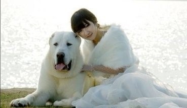 这狗比美国比特还厉害：中亚牧羊犬，堪称狗中王者