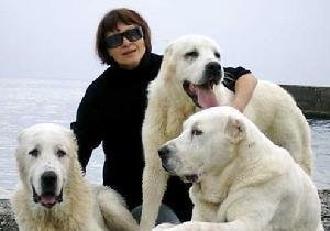 这狗比美国比特还厉害：中亚牧羊犬，堪称狗中王者