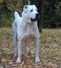 这狗比美国比特还厉害：中亚牧羊犬，堪称狗中王者