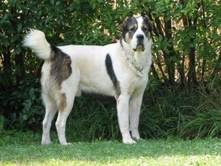 这狗比美国比特还厉害：中亚牧羊犬，堪称狗中王者