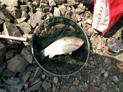 ​水库钓起“巨型”野生鲫鱼，网友：吃了可惜，建议做成标本