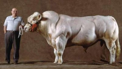 ​比利时肌肉牛：人类改造的＂畸形＂产物，这样的牛肉，敢吃吗？