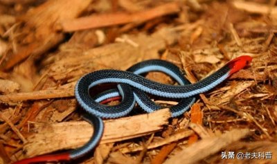 ​爪哇丽纹蛇：拥有“点穴”技能的第一美蛇，连眼镜王都被直接拿下