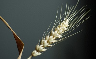 ​小麦价格翻转：湖北低价，河南高价，未来何去何从？