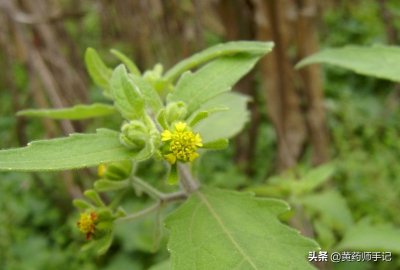 ​中药豨莶草，用于高血压、中风后遗症，皮肤病瘙痒湿疹