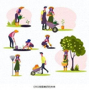 ​铁刀木：刀斧难入，我国主要栽培珍贵树种之一