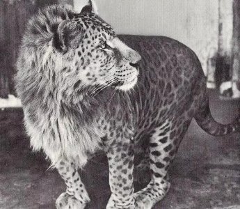 ​比虎狮虎兽更罕见，印度日本曾杂交过豹狮兽，世界上仅3只！