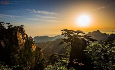 ​黄山有十大名松，迎客松是棵假树纯属谣言，真正枯死的是这棵名松