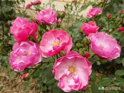 ​两广耐热月季安吉拉（Angela）丰花藤本月季（勿入坑）