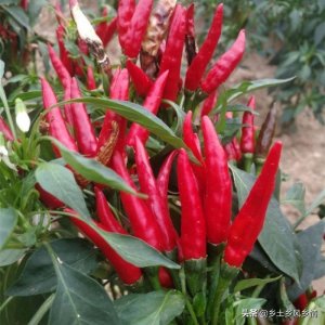​小米辣椒高产种植技术，这几个要点很重要，一定要记住