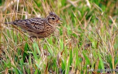 ​小云雀 百科知识，中国百灵鸟科之一