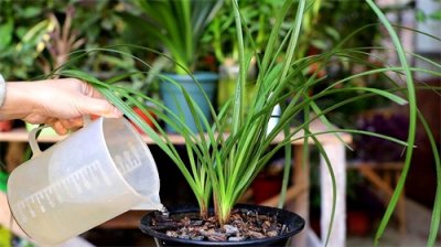 ​怎么给兰花使用恶霉灵？先分清30%和99%的含量区别，再加水稀释用