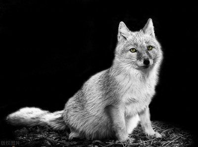 ​揭秘东北马家供奉的“狐仙”：一段古老的传说